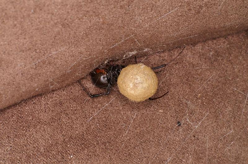 Latrodectus_hasselti_D7208_Z_90_Alexandra hills Brisbane_Australie.jpg